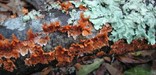 Fungi along the Turkey Creek Trail